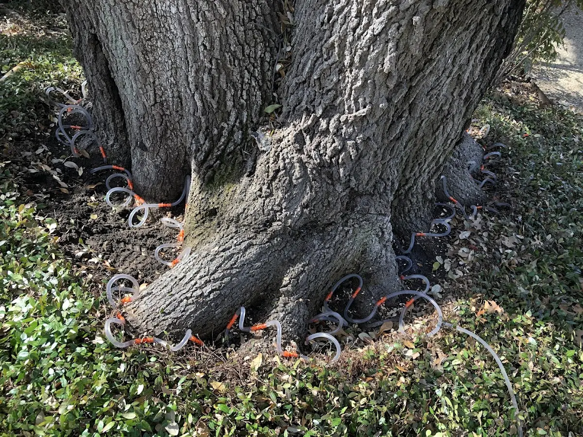 Detailed Tree Cabling and Bracing job site in Hassell