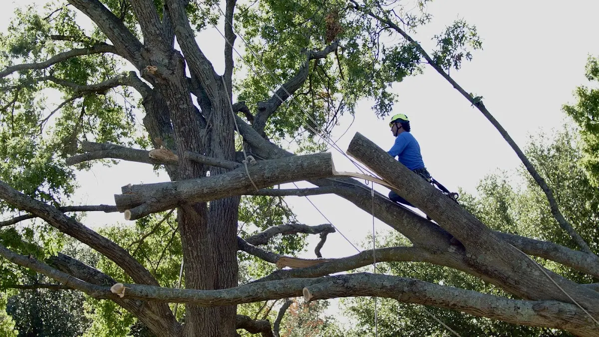 Professional Hazardous Tree Removal performed by certified arborists in Hassell